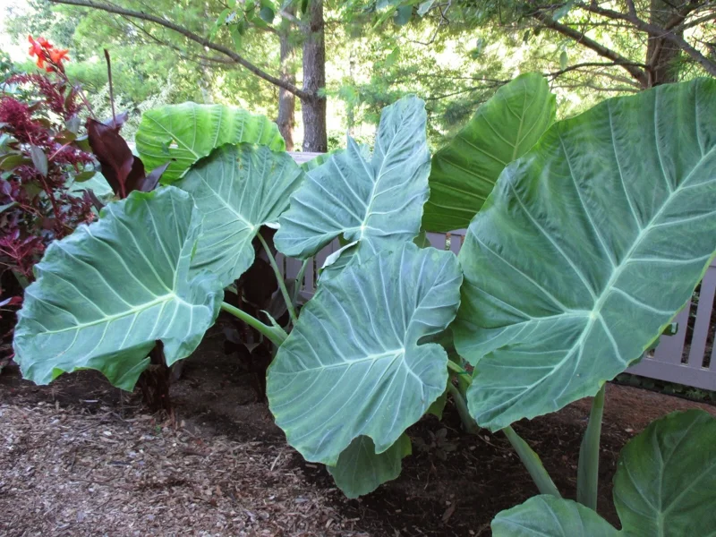 Colocasia 'Thai Giant' Elephant Ear Live Plant - Tropical Foliage, Indoor/Outdoor, 10-12 Inches Tall - Image 2