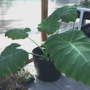 Colocasia 'Thai Giant' Elephant Ear Live Plant - Tropical Foliage, Indoor/Outdoor, 10-12 Inches Tall - Image 3