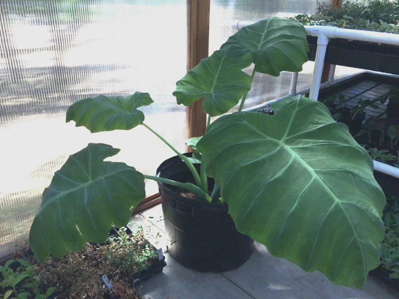 Colocasia 'Thai Giant' Elephant Ear Live Plant - Tropical Foliage, Indoor/Outdoor, 10-12 Inches Tall - Image 3