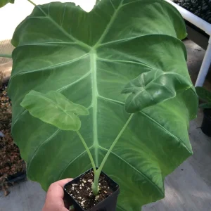 Colocasia 'Thai Giant' Elephant Ear Live Plant - Tropical Foliage, Indoor/Outdoor, 10-12 Inches Tall - Image 1