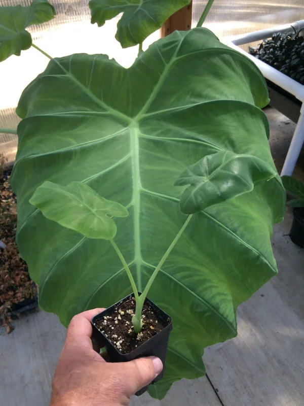 Colocasia 'Thai Giant' Elephant Ear Live Plant - Tropical Foliage, Indoor/Outdoor, 10-12 Inches Tall - Image 1