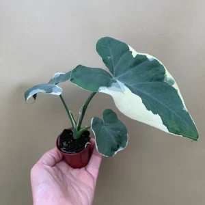 Colocasia Xanthosoma Variegated Plant – Live Mickey Mouse Elephant Ear, 5-9