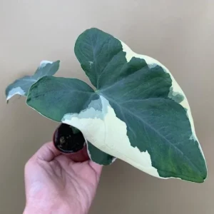 Colocasia Xanthosoma Variegated Plant – Live Mickey Mouse Elephant Ear, 5-9