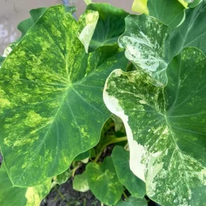 Colocasia Xanthosoma Variegated Plant – Live Mickey Mouse Elephant Ear, 5-9