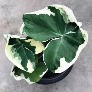 Colocasia Xanthosoma Variegated Plant – Live Mickey Mouse Elephant Ear, 5-9
