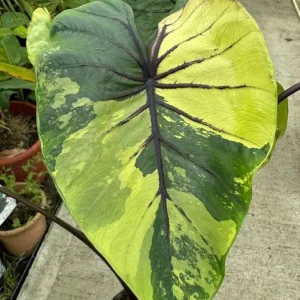 Colocasia Xanthosoma Variegated Plant – Live Mickey Mouse Elephant Ear, 5-9