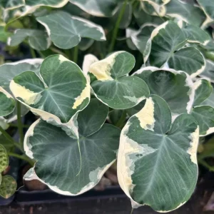Colocasia Xanthosoma Variegated Plant – Live Mickey Mouse Elephant Ear, 5-9