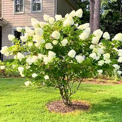 Color Changing Hydrangea Live Plant - White to Pink Blooms in 2.5 Inch Pot - Image 2