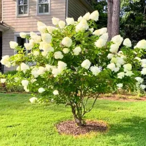 Color Changing Hydrangea Live Plant - White to Pink Blooms in 2.5 Inch Pot - Image 4