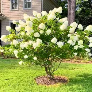Color Changing Hydrangea Live Plant - White to Pink Blooms in 2.5 Inch Pot - Image 5