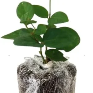 Common Jasmine Live Plant 4-9 Inch – Fragrant Arabian Jasmine Vine for Indoor & Outdoor - Image 7