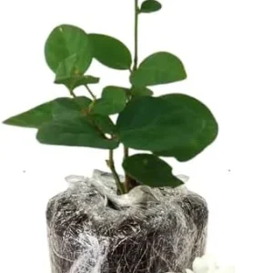 Common Jasmine Live Plant 4-9 Inch – Fragrant Arabian Jasmine Vine for Indoor & Outdoor - Image 8