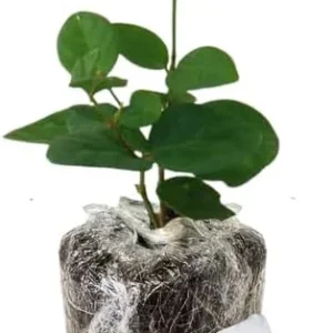 Common Jasmine Live Plant 4-9 Inch – Fragrant Arabian Jasmine Vine for Indoor & Outdoor - Image 9