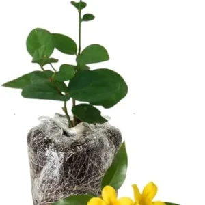 Common Jasmine Live Plant 4-9 Inch – Fragrant Arabian Jasmine Vine for Indoor & Outdoor - Image 1