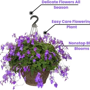 Concord Blue Streptocarpella Live Plant – 4-Pack – 4-7 Inches Tall – Indoor/Outdoor - Image 3