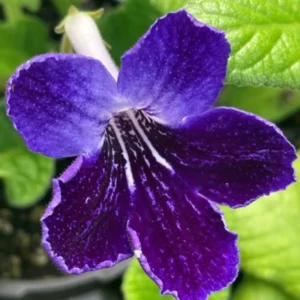 Concord Blue Streptocarpella Live Plant – 4-Pack – 4-7 Inches Tall – Indoor/Outdoor - Image 4