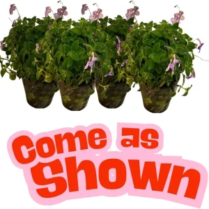 Concord Blue Streptocarpella Live Plant – 4-Pack – 4-7 Inches Tall – Indoor/Outdoor - Image 5