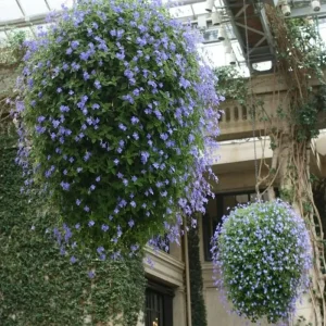 Concord Blue Streptocarpella Live Plant – 4-Pack – 4-7 Inches Tall – Indoor/Outdoor - Image 6