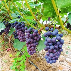 Concord Grape Vine Live Plant - 1-2 Years Old, Cold Hardy Sweet Grape Fruit Tree - Image 2