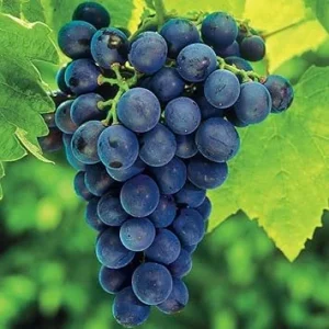 Concord Grape Vine Plant – Live Bareroot 1-2 Years Old – Sweet Fruit – Outdoor - Image 7