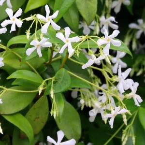 Confederate Jasmine Vine Live Plant Set (2), 5-8 Inch Tall, Fragrant White Flowers, Outdoor - Image 5