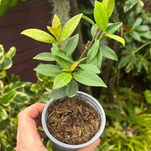 Confederate Jasmine Vine Live Plant Set (2), 5-8 Inch Tall, Fragrant White Flowers, Outdoor - Image 6