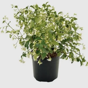 Confederate Jasmine Vine Live Plant Set (2), 5-8 Inch Tall, Fragrant White Flowers, Outdoor - Image 7