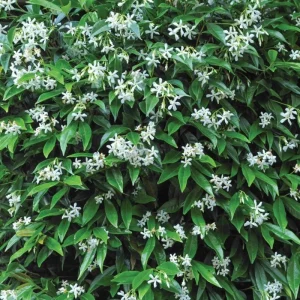 Confederate Jasmine Vine Live Plant Set (2), 5-8 Inch Tall, Fragrant White Flowers, Outdoor - Image 8