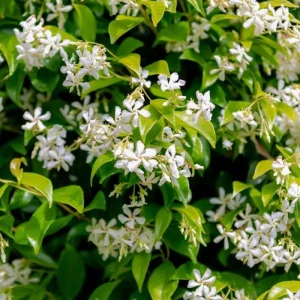 Confederate Jasmine Vine Live Plant Set (2), 5-8 Inch Tall, Fragrant White Flowers, Outdoor - Image 1