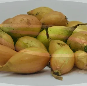 Conquest Yellow Onion Sets - Non-GMO Seed Onions - 50, 100, 250, 400 Bulbs - Image 2