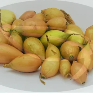 Conquest Yellow Onion Sets - Non-GMO Seed Onions - 50, 100, 250, 400 Bulbs - Image 3