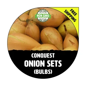 Conquest Yellow Onion Sets - Non-GMO Seed Onions - 50, 100, 250, 400 Bulbs - Image 1