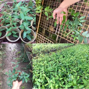 Coral Honeysuckle Live Plant - Red Climbing Vine, 5-8 Inch Tall, Fragrant - Image 3