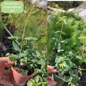 Coral Honeysuckle Live Plant - Red Climbing Vine, 5-8 Inch Tall, Fragrant - Image 4