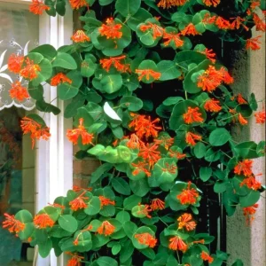 Coral Honeysuckle Live Plant - Red Climbing Vine, 5-8 Inch Tall, Fragrant - Image 1
