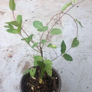 Coral Honeysuckle Live Plant Vine - 5-10 Inches Tall, Red Flowers, Fragrant, Outdoor Climbing Shrub - Image 5
