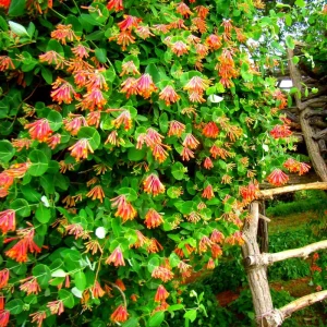 Coral Honeysuckle Live Plant Vine - 5-10 Inches Tall, Red Flowers, Fragrant, Outdoor Climbing Shrub - Image 1