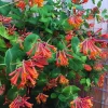 Coral Honeysuckle Vine Live Plant, Dropmore Scarlet, Fragrant Climber, 2.5" Pot - Image 1