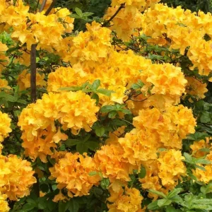 Coral Reblooming Azalea Live Plant – 4 Inch Pot Bush Shrub – Outdoor - Image 2