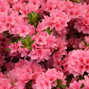 Coral Reblooming Azalea Live Plant – 4 Inch Pot Bush Shrub – Outdoor - Image 4