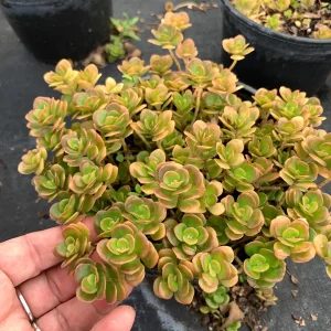 Coral Reef Sedum tetractinum Live Plant - Red Copper Ground Cover, 6 inch pot - Image 10