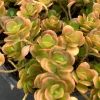 Coral Reef Sedum tetractinum Live Plant - Red Copper Ground Cover, 6 inch pot - Image 1