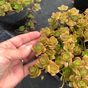 Coral Reef Sedum tetractinum Live Plant - Red Copper Ground Cover, 6 inch pot - Image 2