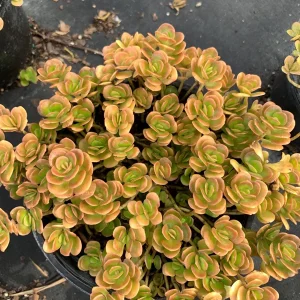 Coral Reef Sedum tetractinum Live Plant - Red Copper Ground Cover, 6 inch pot - Image 3