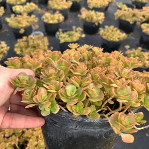 Coral Reef Sedum tetractinum Live Plant - Red Copper Ground Cover, 6 inch pot - Image 4