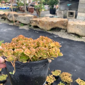 Coral Reef Sedum tetractinum Live Plant - Red Copper Ground Cover, 6 inch pot - Image 5