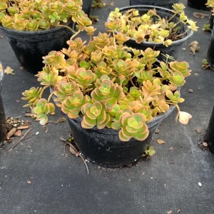 Coral Reef Sedum tetractinum Live Plant - Red Copper Ground Cover, 6 inch pot - Image 6