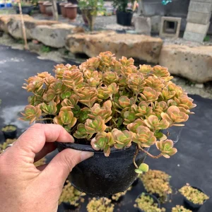 Coral Reef Sedum tetractinum Live Plant - Red Copper Ground Cover, 6 inch pot - Image 8