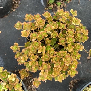 Coral Reef Sedum tetractinum Live Plant - Red Copper Ground Cover, 6 inch pot - Image 9