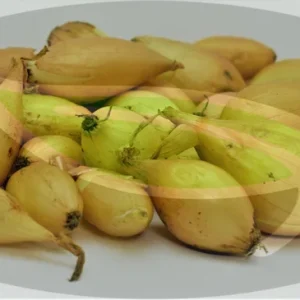 Corinthian Yellow Onion Sets - Non-GMO Seed Onions for Planting - Image 2